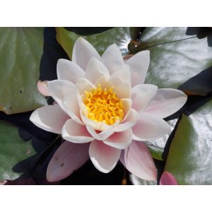 Lekno (Nymphaea) ´MADAME WILFRON GONNER´ - ⌀ 25-35 cm, kont. C5L